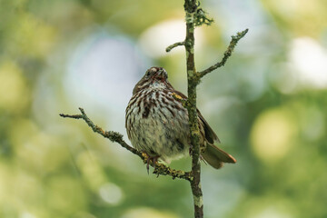 Adult song sparrow (Melospiza melodia) sitting on a tree branch.