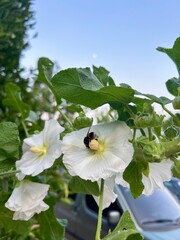 Beautiful white flower with a bumble bee collecting pollen 