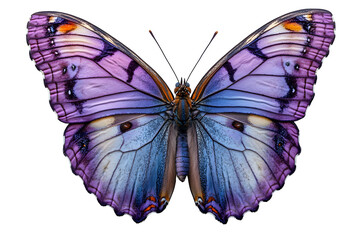 Obraz premium Beautiful purple butterfly isolated on white background