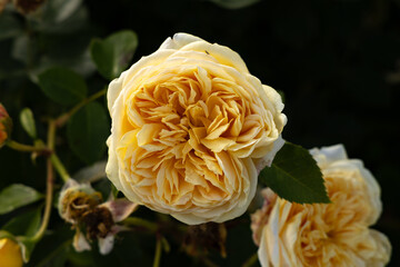 yellow rose flower