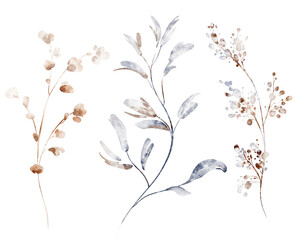 Watercolor clipart of dry plants and herbs. Hand-drawn botanical elements for design, invitation, card, print, wedding, meadow, floral set, isolated illustration, nature, poster, collection.