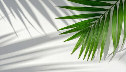 Fototapeta premium Single Tropical Green Palm Leaf Casting Decorative Shadow on White Surface
