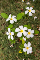 Vertical shot of blooming white-yellow plumeria flowers on a small tree with green leaves. Ideal for eco-friendly themes, nature backgrounds, or Earth Day visuals.