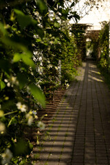 alley in the garden
