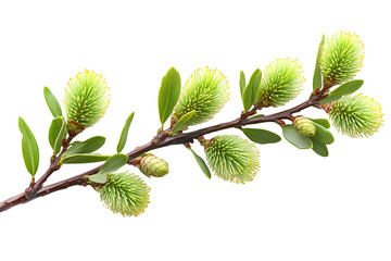 Green leaves and branch of bottle brush tree isolated on white background