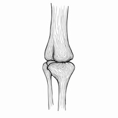 Tendon with bone structure illustrated in vector style  