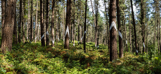 Walking through the painted forest of Oma Urdaibai (Basque Country, Spain)
