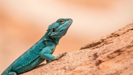 Chameleon with a veil, the background is light colored, pastel style.