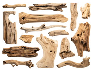 tree trunk isolated on white