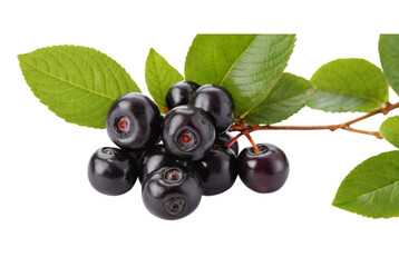 Chokeberry 