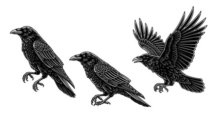 Obraz premium Black raven artwork in detailed sketch style showcasing various poses on a blank background