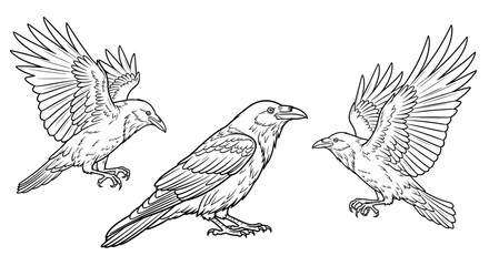 Fototapeta premium White crow illustration in sketch style on blank background for concepts
