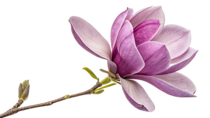 Fototapeta premium purple magnolia flower magnolia felix isolated on white background PNG, AI GENERATED