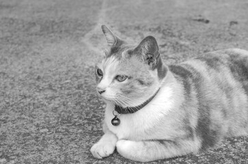 a cat with on background.
