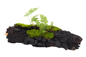log with moss isolated on white