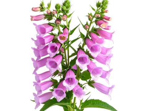 Single Penstemon Bloom in Vintage Botanical Engraving Style, Monochrome Illustration, Transparent PNG,And transparent the background.