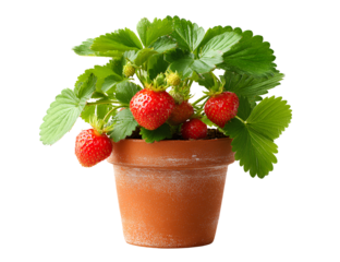  Strawberry plant growing in terracotta pot isolated on white background