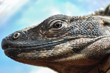 A close-up shot of an iguana's head, showcasing its detailed scales and eye, likely taken to highlight the unique features and textures of this reptile.
