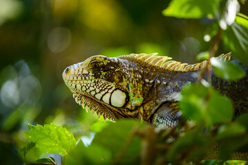 Green Iguana in Brazil’s Atlantic Forest: Wildlife Portrait Amid Tropical Foliage