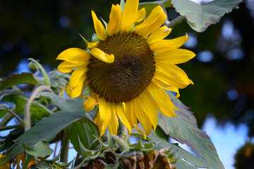 Vermont Blooming Sunflower
