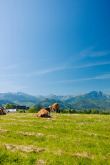 Several cows lie peacefully on a grassy field with a panoramic view of the mountains and a blue sky in the background. A serene rural scene showcasing traditional countryside life and natural beauty.