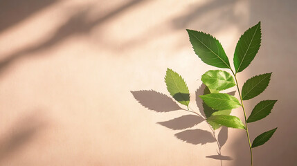 A close-up of vibrant green leaves casting shadows on a soft background, highlighting nature's beauty and tranquility.