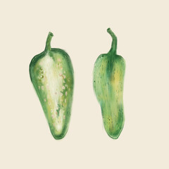 Green peppers vector illustration doodle art design