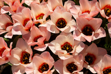 Stunningly Beautiful Pink Flowers are in Full Bloom, showcasing natures lovely creations
