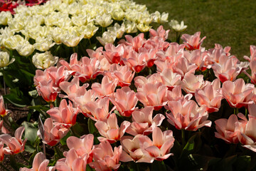 The Vibrant Pink and White Tulips are Thriving in Full Bloom, Displaying their Beauty