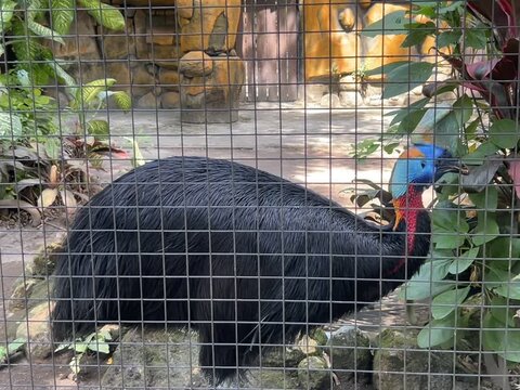 Beautiful Cassowary (kasuari) in a cage of a zoo in the morning, an endemic animal from Papua Indonesia