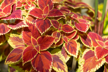The vibrant and lively Coleus foliage features stunning leaves in shades of red and green