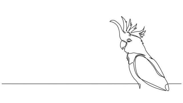 animated continuous single line drawing of a parrot, line art animation