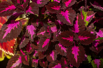 Discover the stunning and vibrant Coleus foliage adorned with beautiful pink and purple patterns