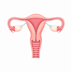 Vector illustration of the female reproductive system. Anatomical diagram of the uterus, ovaries, and fallopian tubes for medical education.