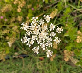 Vista de cerca de flores de Ammi majus con fondo de follaje