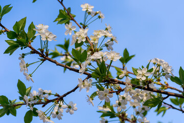 Flowering Tree Branch with White Blossoms Against Bright Blue Sky in Spring