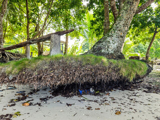 Coastal abrasion erodes the sand and soil around coconut trees.