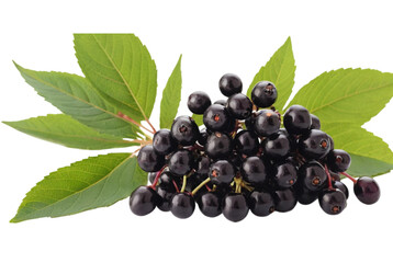 Elderberry