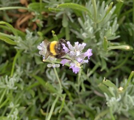 Vista de cerca de abejorro en flores con fondo de follaje