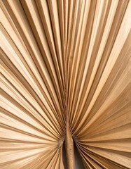 Detailed Close-Up of a Dried Brown Palm Leaf with Radial Pattern and Beige Tones