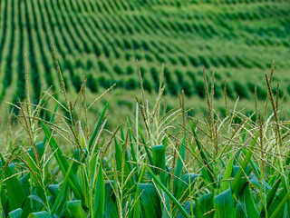Maisfeld im Sommer