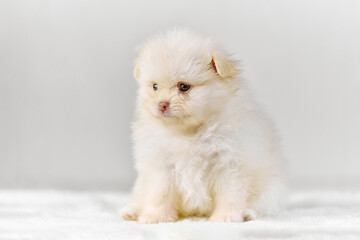 Adorable pomeranian spitz puppy sits on soft white surface. Soft lighting enhances fluffy fur. Background features minimalist, light tones