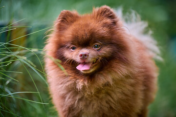Brown pomeranian spitz stands in vibrant greenery. Soft lighting highlights fluffy fur and cheerful...