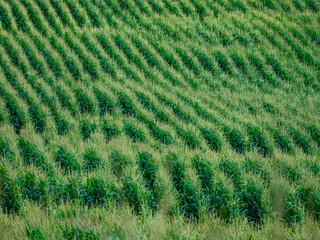 Maisfeld im Sommer