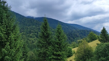 mountain landscape with trees