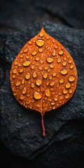 Orange Leaf with Water Droplets on Dark Textured Surface.