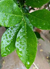 Green leaves are covered in numerous water droplets, likely from rain or dew