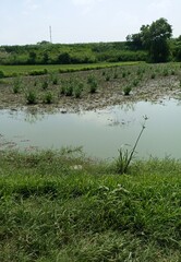 A body of water, possibly a pond or flooded field, surrounded by lush green grass and vegetation,...