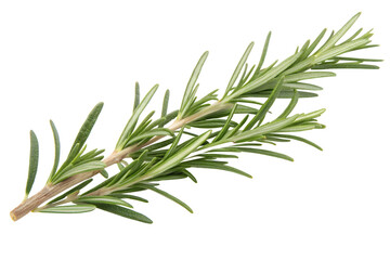 Fototapeta premium Fresh green rosemary herb sprig isolated on a white background