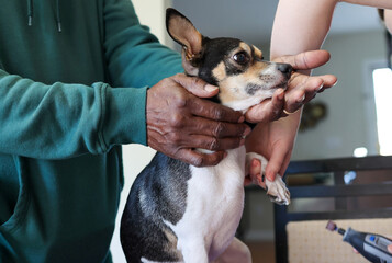 A White Woman Grooming A Dog Claws